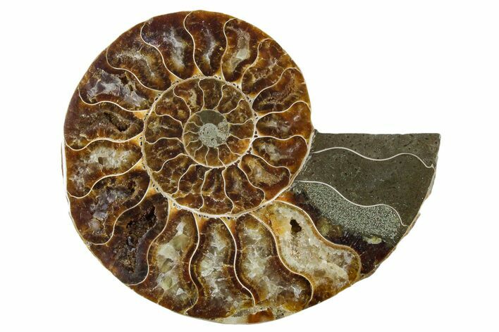 Cut & Polished Ammonite Fossil (Half) - Madagascar #354188